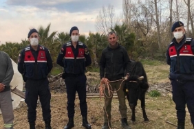 kaybolan inek jandarma tarafindan bulunup sahibine teslim edildi jzMEYPvU