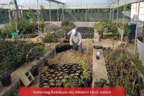 samandag belediyesi sus bitkilerini kendi uretiyor i2IkXQqP