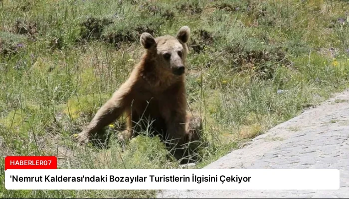 ‘Nemrut Kalderası’ndaki Bozayılar Turistlerin İlgisini Çekiyor