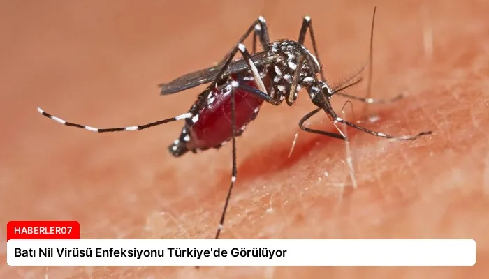 Batı Nil Virüsü Enfeksiyonu Türkiye’de Görülüyor