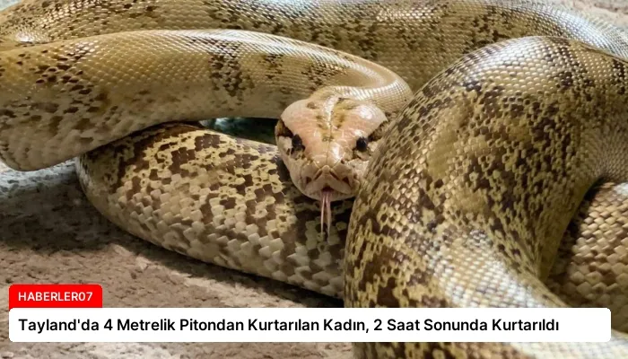 Tayland’da 4 Metrelik Pitondan Kurtarılan Kadın, 2 Saat Sonunda Kurtarıldı