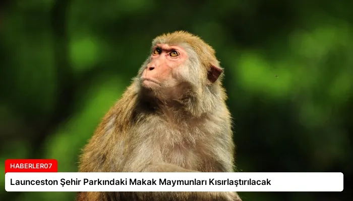 Launceston Şehir Parkındaki Makak Maymunları Kısırlaştırılacak