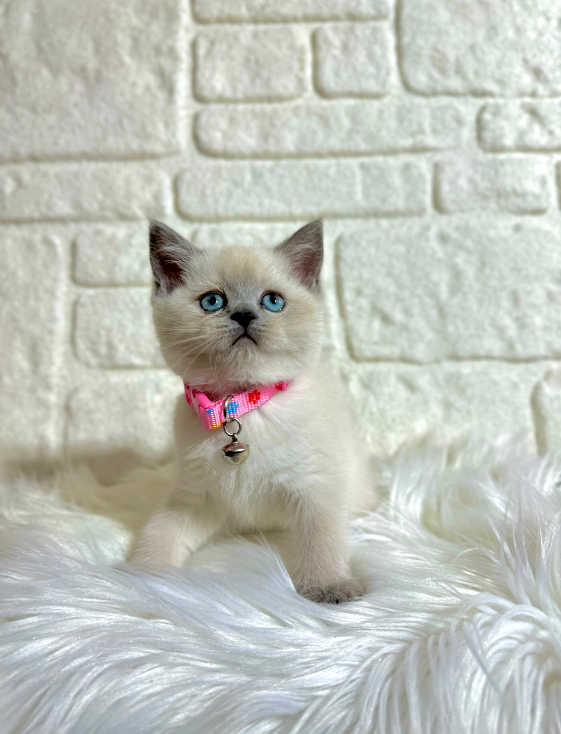 British Shorthair Karakteri ve Özellikleri