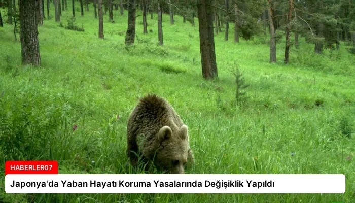 Japonya’da Yaban Hayatı Koruma Yasalarında Değişiklik Yapıldı