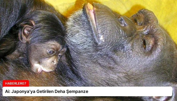 Ai: Japonya’ya Getirilen Deha Şempanze