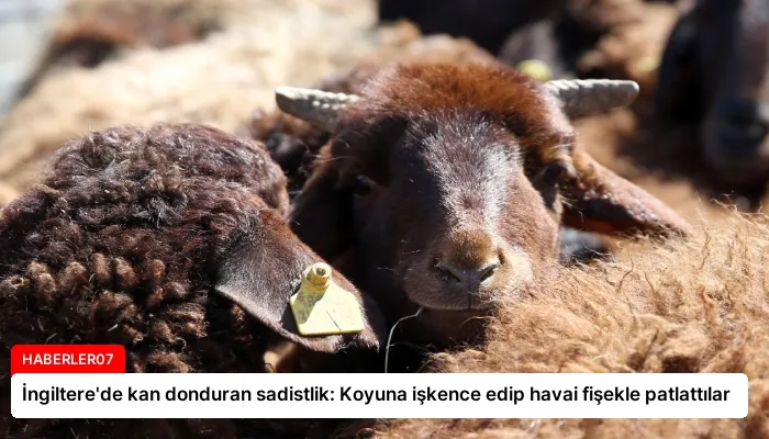 İngiltere’de kan donduran sadistlik: Koyuna işkence edip havai fişekle patlattılar
