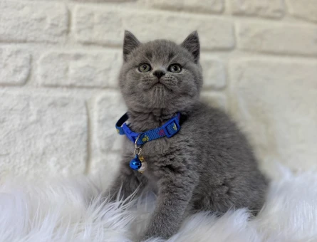 Evcil Hayatın En Sevimli Üyesi Kediler