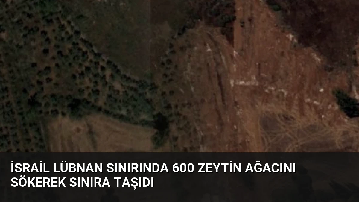 İsrail Lübnan Sınırında 600 Zeytin Ağacını Sökerek Sınıra Taşıdı
